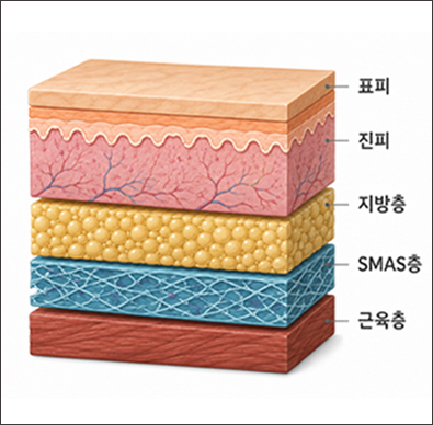피부 속 구조를 보여주는 그래픽 (표피, 진피, 지방층, SMAS층, 근육층)